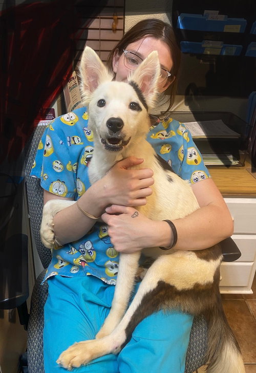 picture of the dog needing adoption