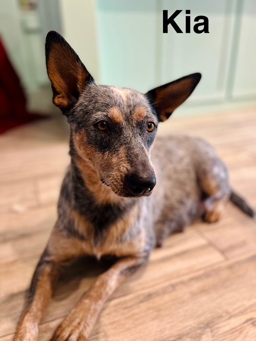 picture of the dog needing adoption