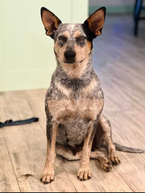 KIA - Australian Cattle Dog/Blue Heeler available for adoption