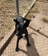 Willow - Photo 2