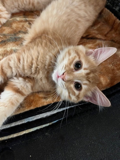 picture of the cat needing adoption