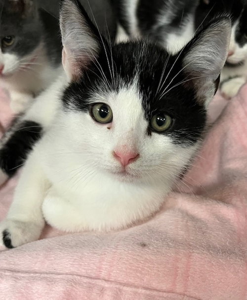 picture of the cat needing adoption