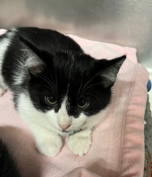 picture of the cat needing adoption