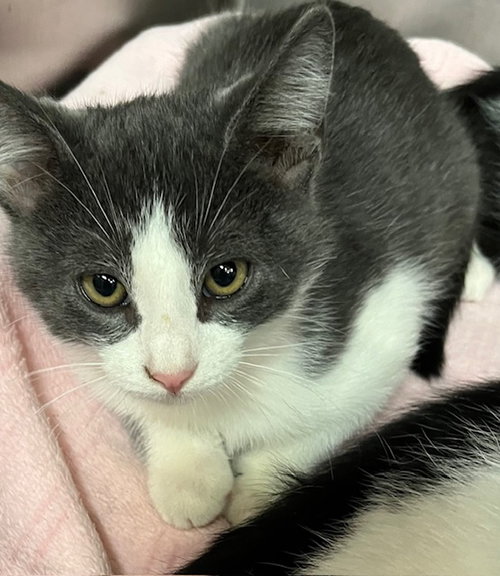 picture of the cat needing adoption
