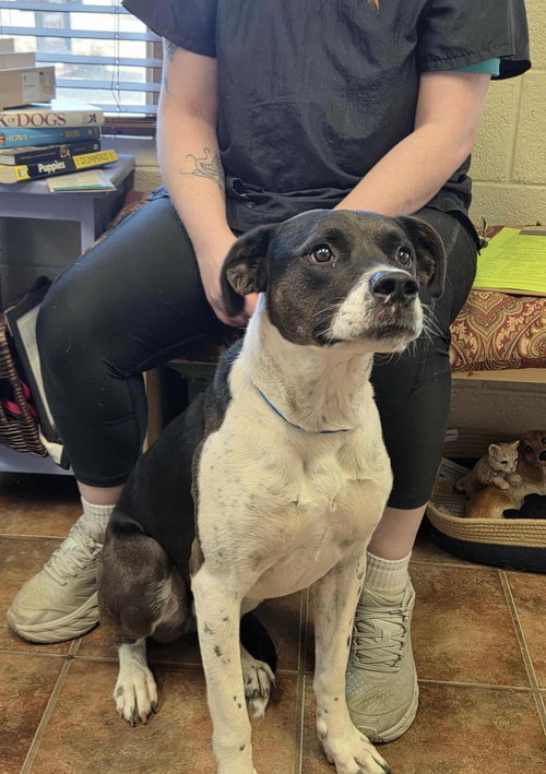 picture of the dog needing adoption