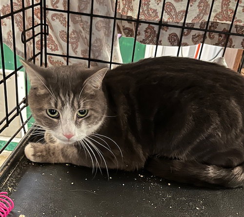 picture of the cat needing adoption
