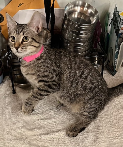 picture of the cat needing adoption
