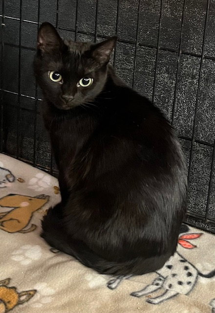 picture of the cat needing adoption