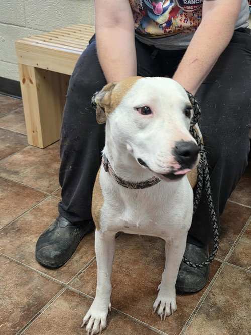 picture of the dog needing adoption