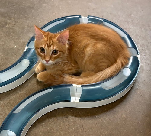 picture of the cat needing adoption