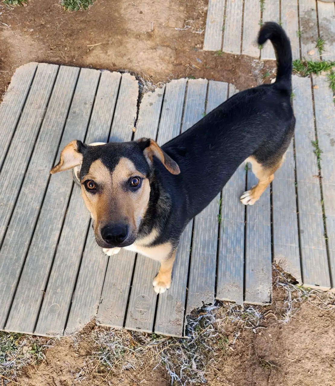 Jax - Shepherd
