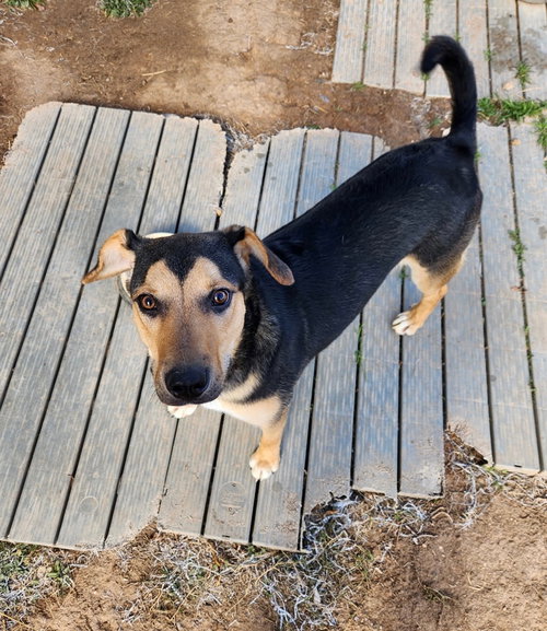 picture of the dog needing adoption