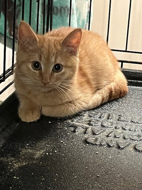 picture of the cat needing adoption