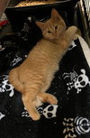 Pumpkin - Photo 2