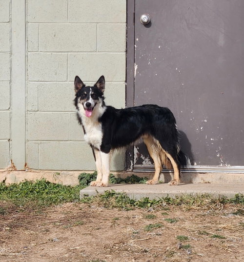 FITZGERALD - Border Collie / Shepherd available for adoption