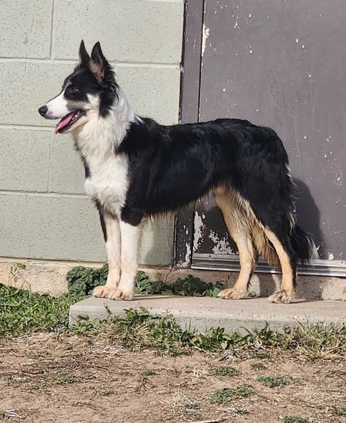 FITZGERALD - Border Collie / Shepherd available for adoption