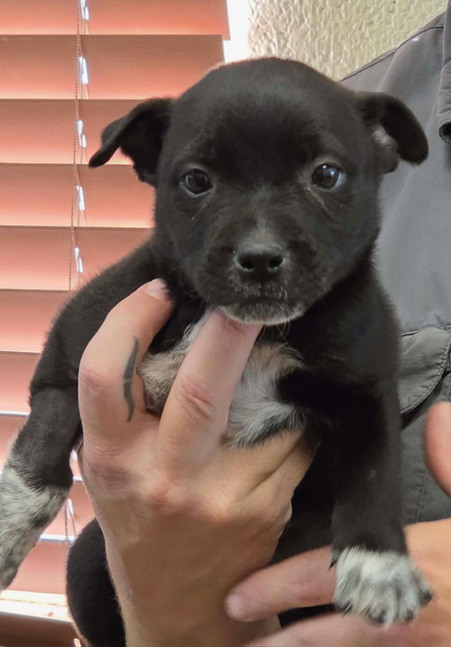 STORM - Labrador Retriever available for adoption