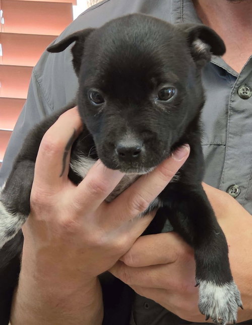 STORM - Labrador Retriever available for adoption