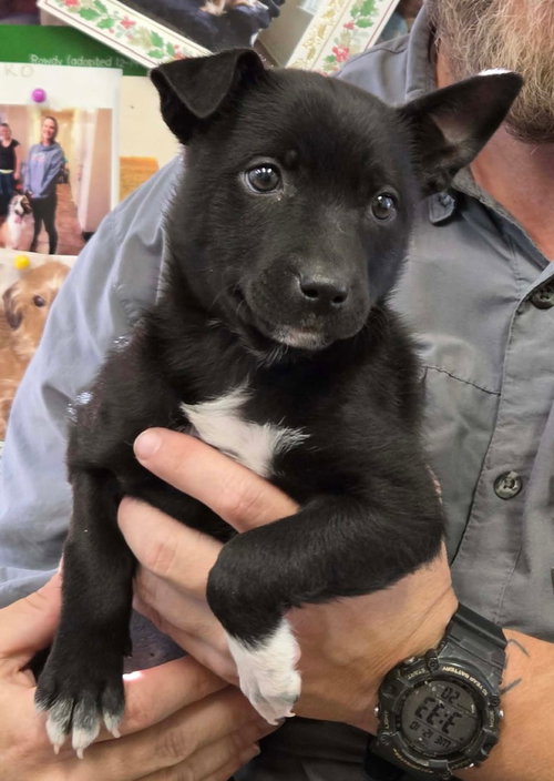 PENNY - Labrador Retriever available for adoption