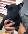 Penny - Photo 2