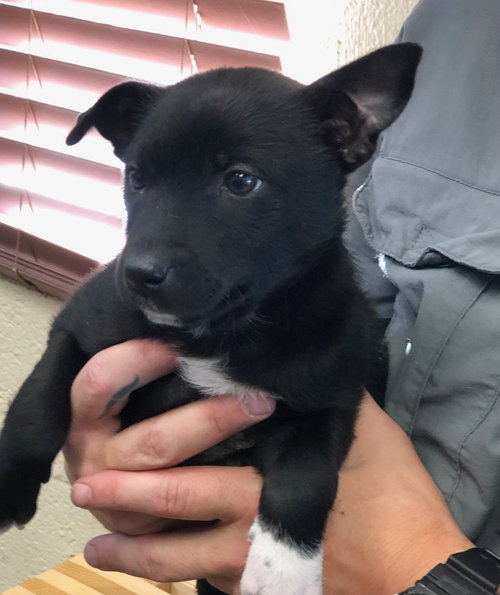 PENNY - Labrador Retriever available for adoption