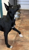 Penny - Photo 1