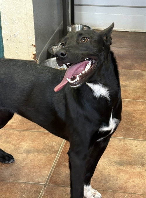 PENNY - Labrador Retriever available for adoption