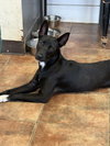 Penny - Photo 3