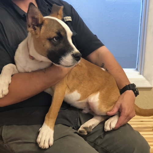 DAX - Labrador Retriever available for adoption