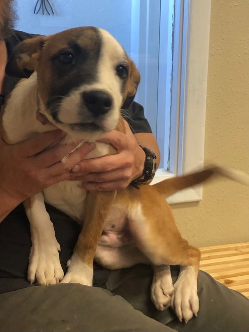 DAX - Labrador Retriever available for adoption