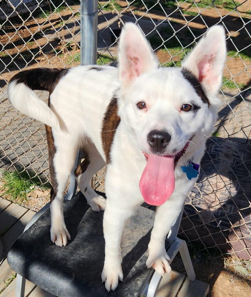 picture of the dog needing adoption