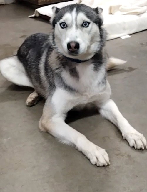 Chloe Image