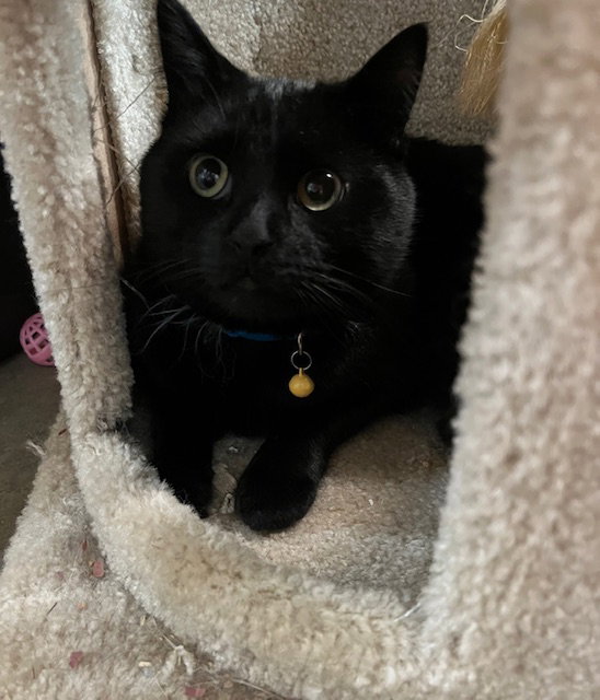 Nox Image