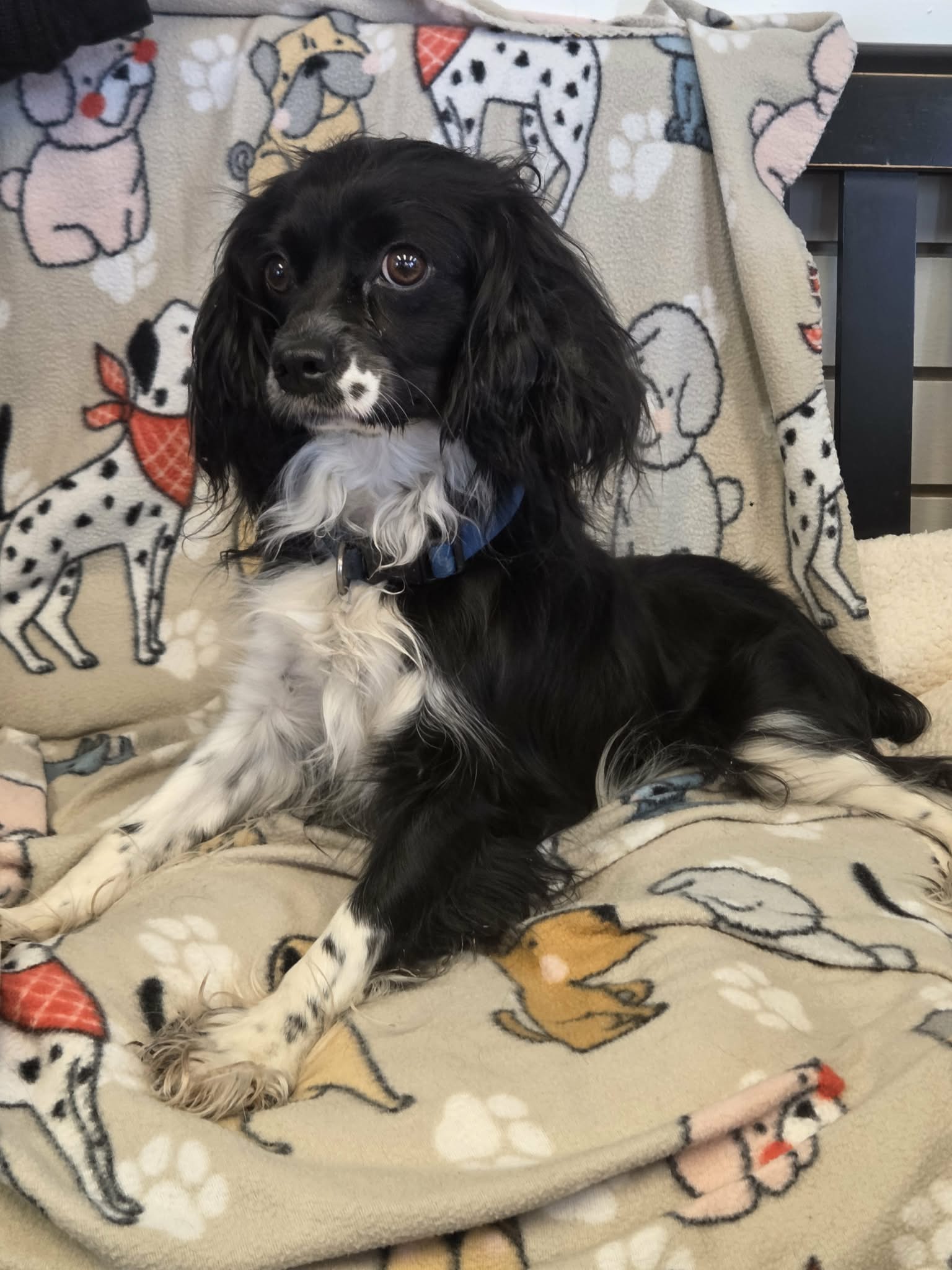 Daisy Image