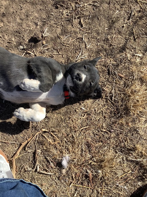 picture of the dog needing adoption