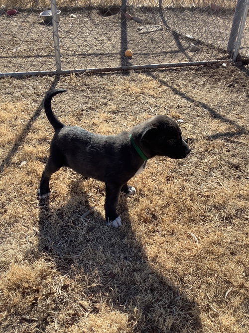picture of the dog needing adoption