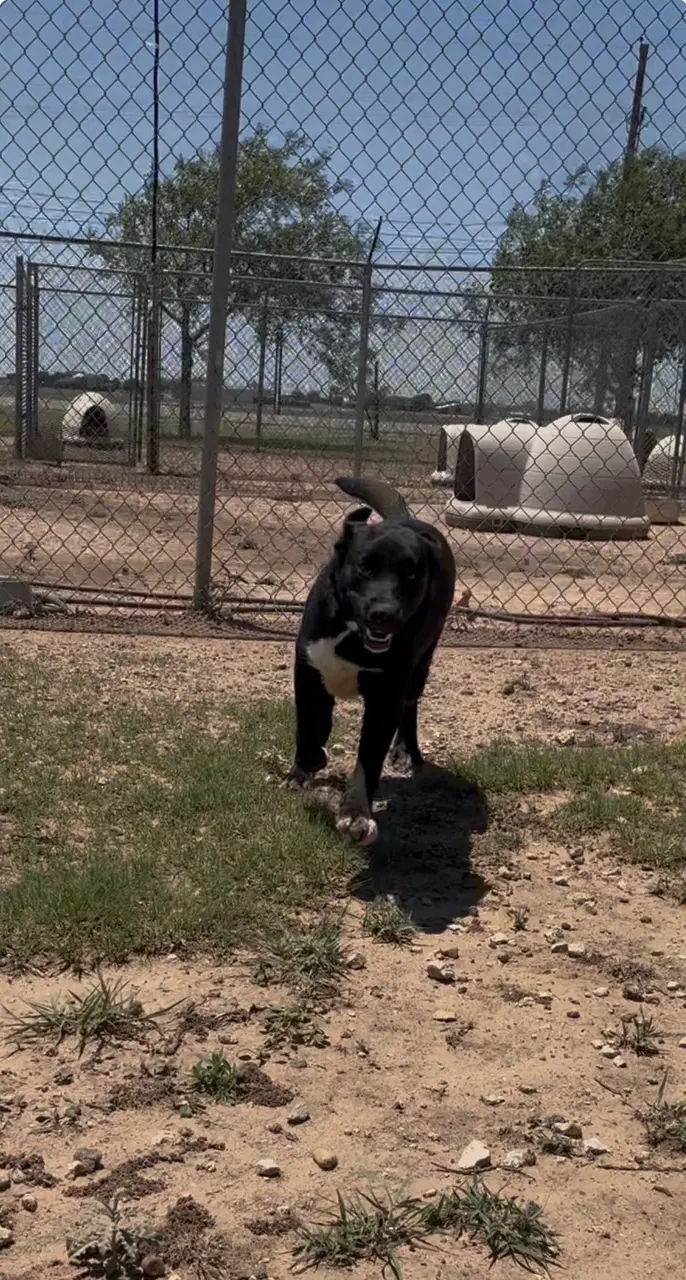 Maverick image 2