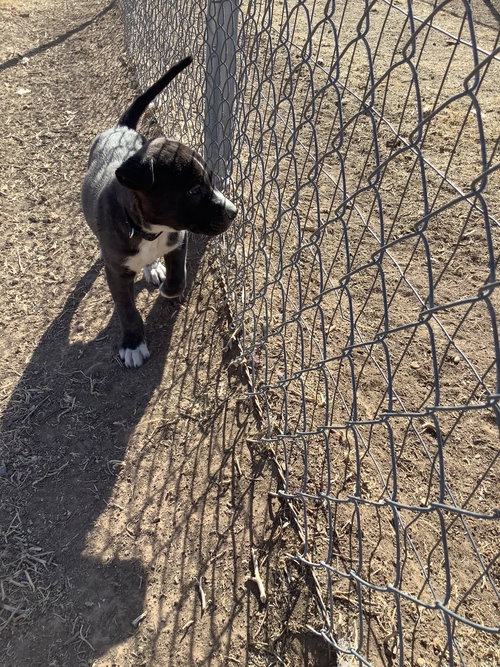 picture of the dog needing adoption