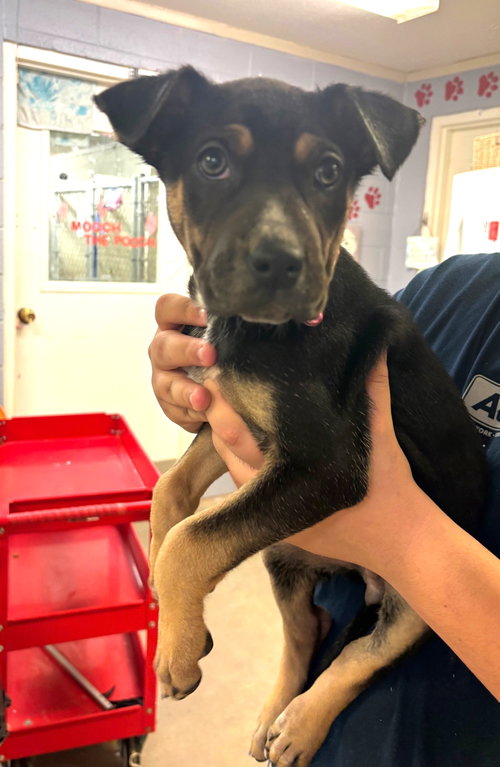 picture of the dog needing adoption