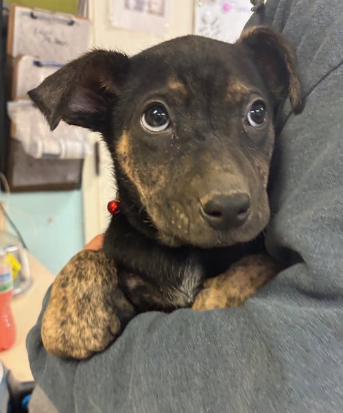 picture of the dog needing adoption