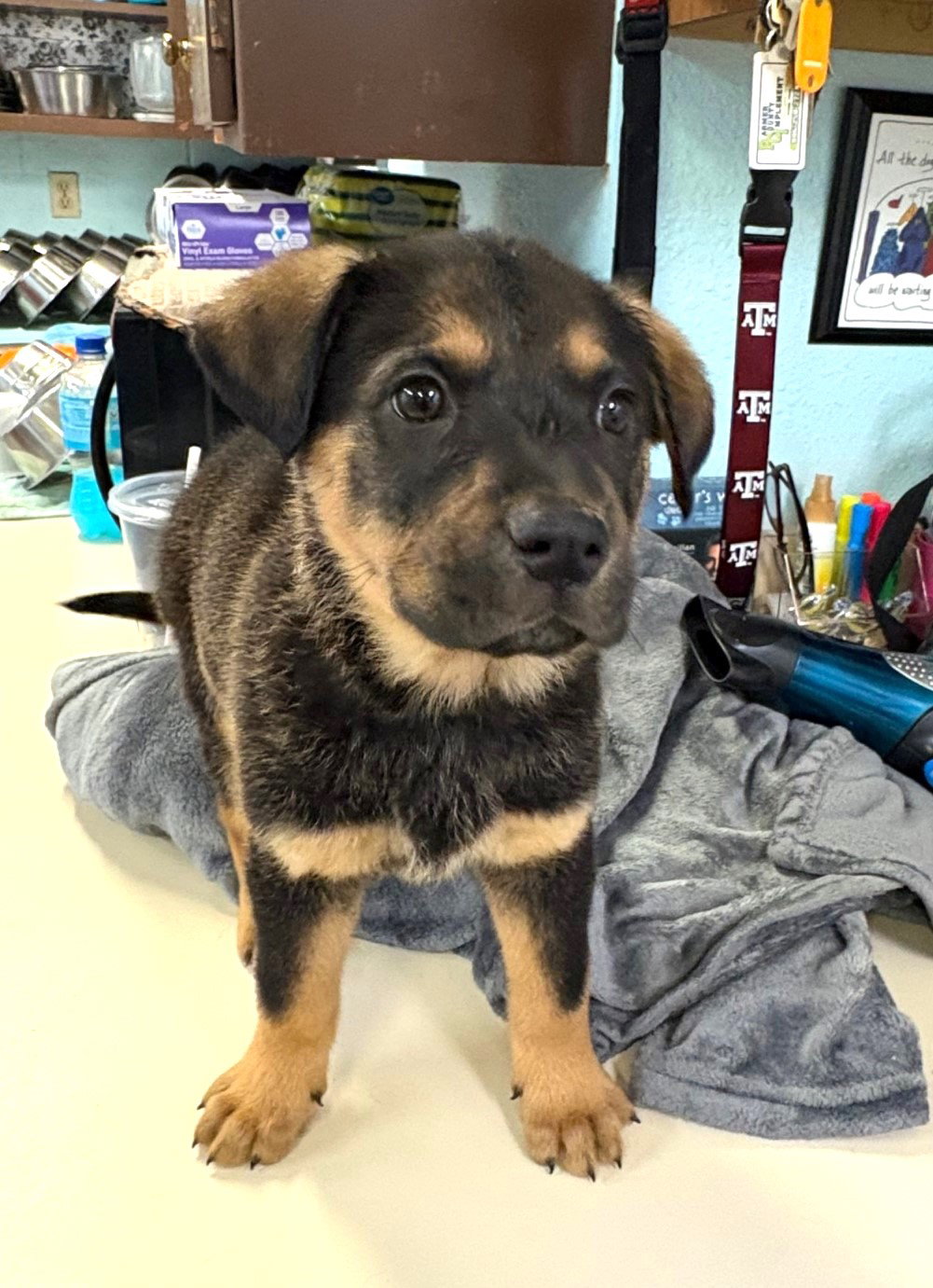 Rottweiler
