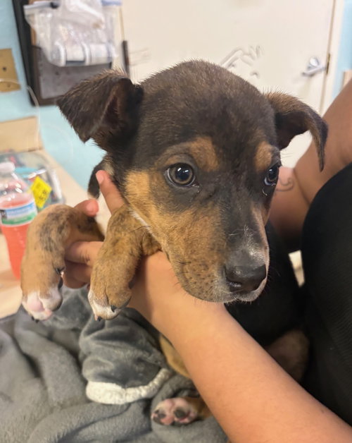 picture of the dog needing adoption