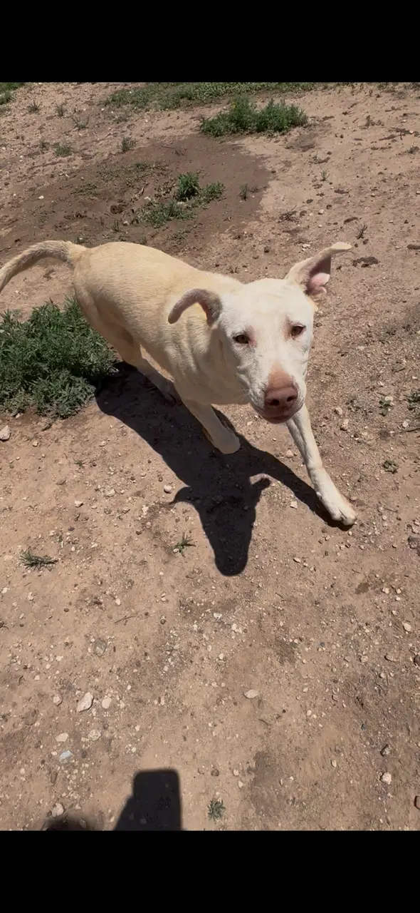 Sawyer - Labrador