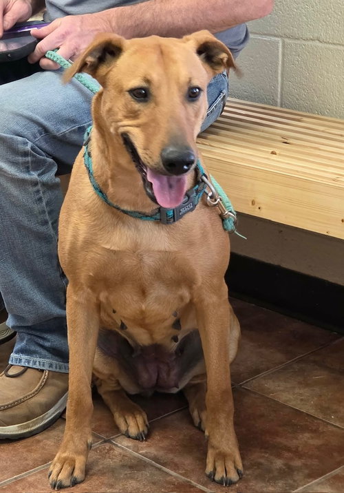 Tink, an adoptable Rhodesian Ridgeback in Amarillo, TX
