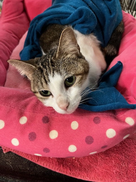 Baby Cat Image
