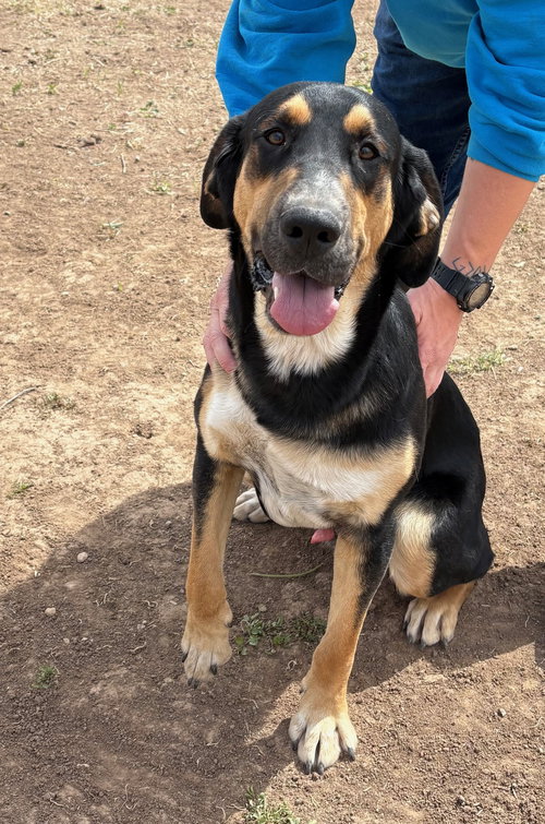 Highway, an adoptable Bloodhound in Amarillo, TX