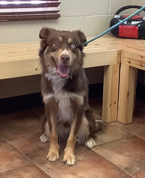 Beau, an adoptable Australian Shepherd in Amarillo, TX