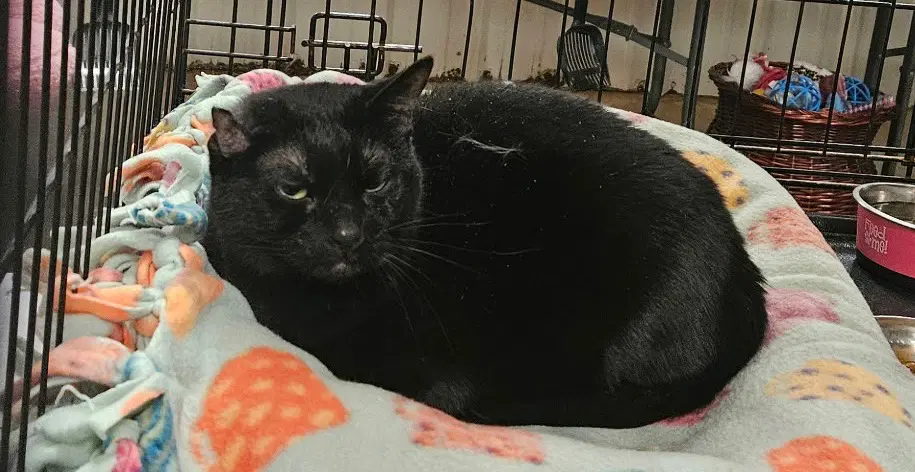Voodoo - Domestic Short Hair