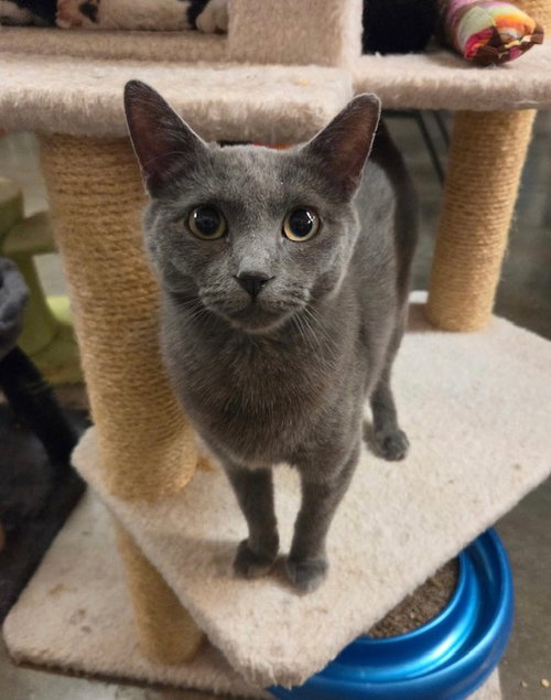 Shadow, Baby Domestic Short Hair (short coat), cat for adoption in Amarillo, Texas