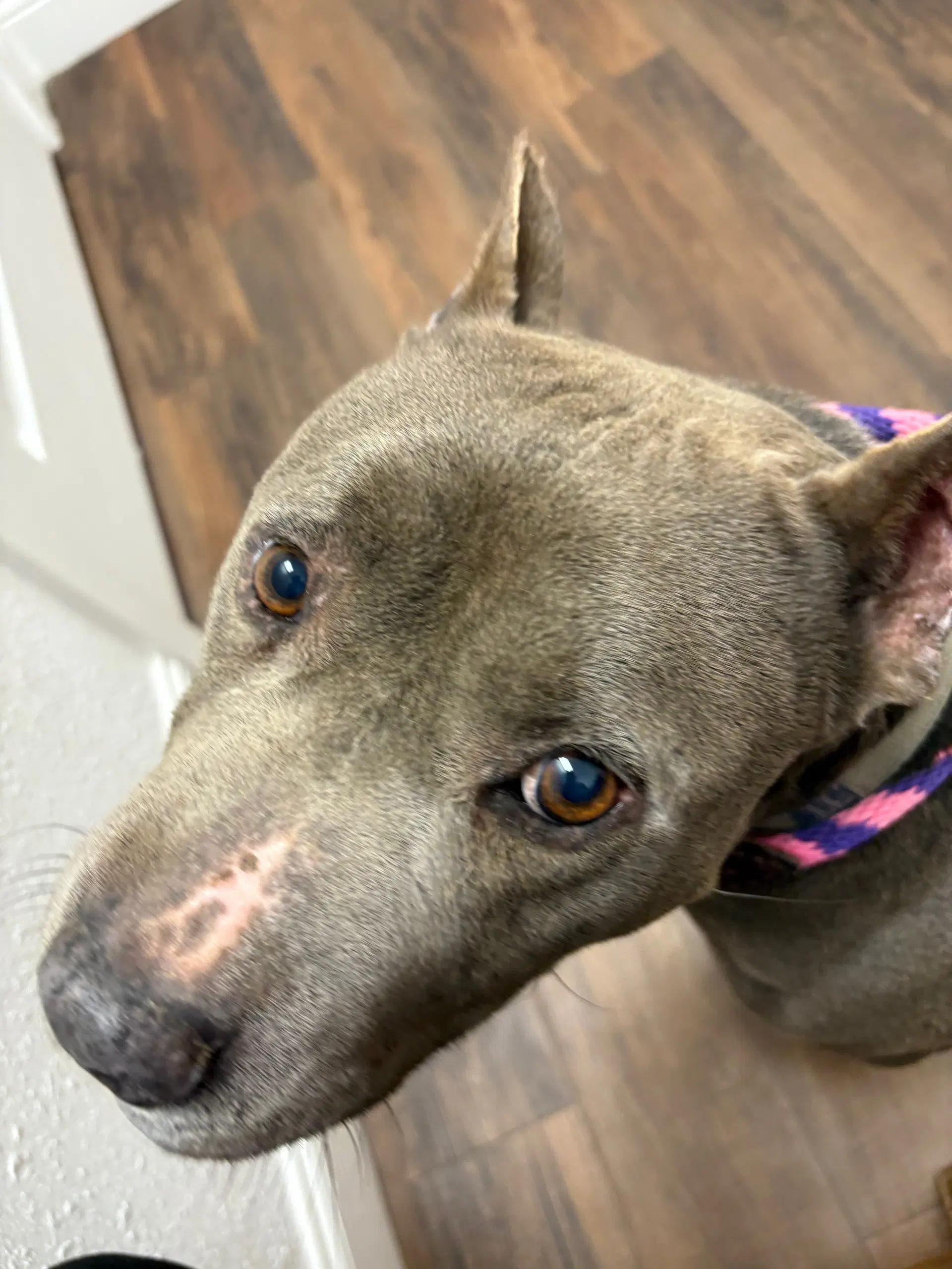 Toby - Staffordshire Terrier